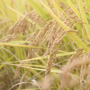 9/21 「肺」が喜ぶ薬膳