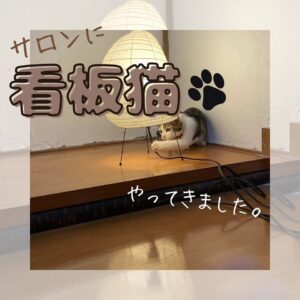 看板猫がやってきました